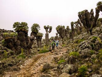 Kilimanjaro. Tanzania.